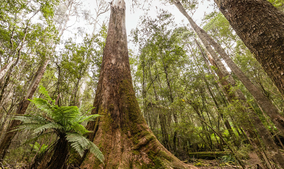 4 Fakta Menarik Pohon Eukaliptus, Bisa Hidup 250 Tahun!